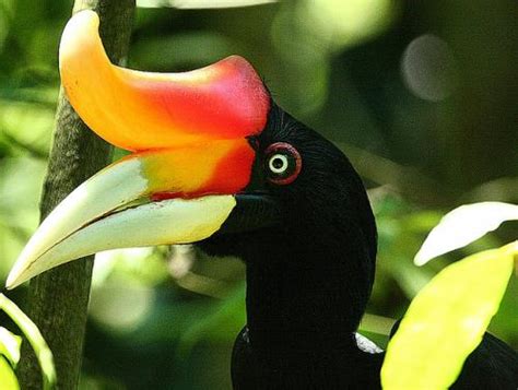 birds with weird beaks